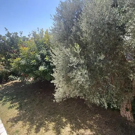فيلة χαρά *